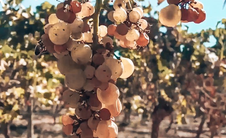 Emiliana Casablanca Chile