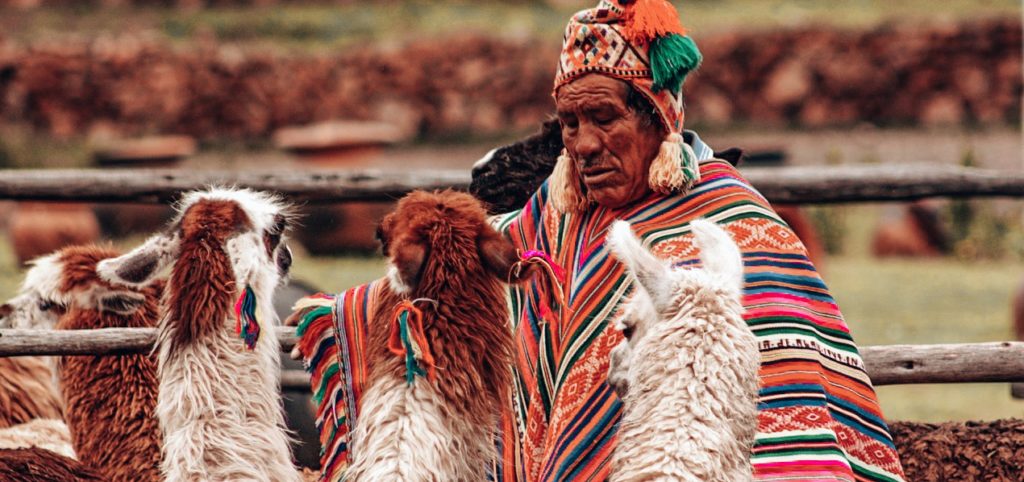 Latin American man with Llamas