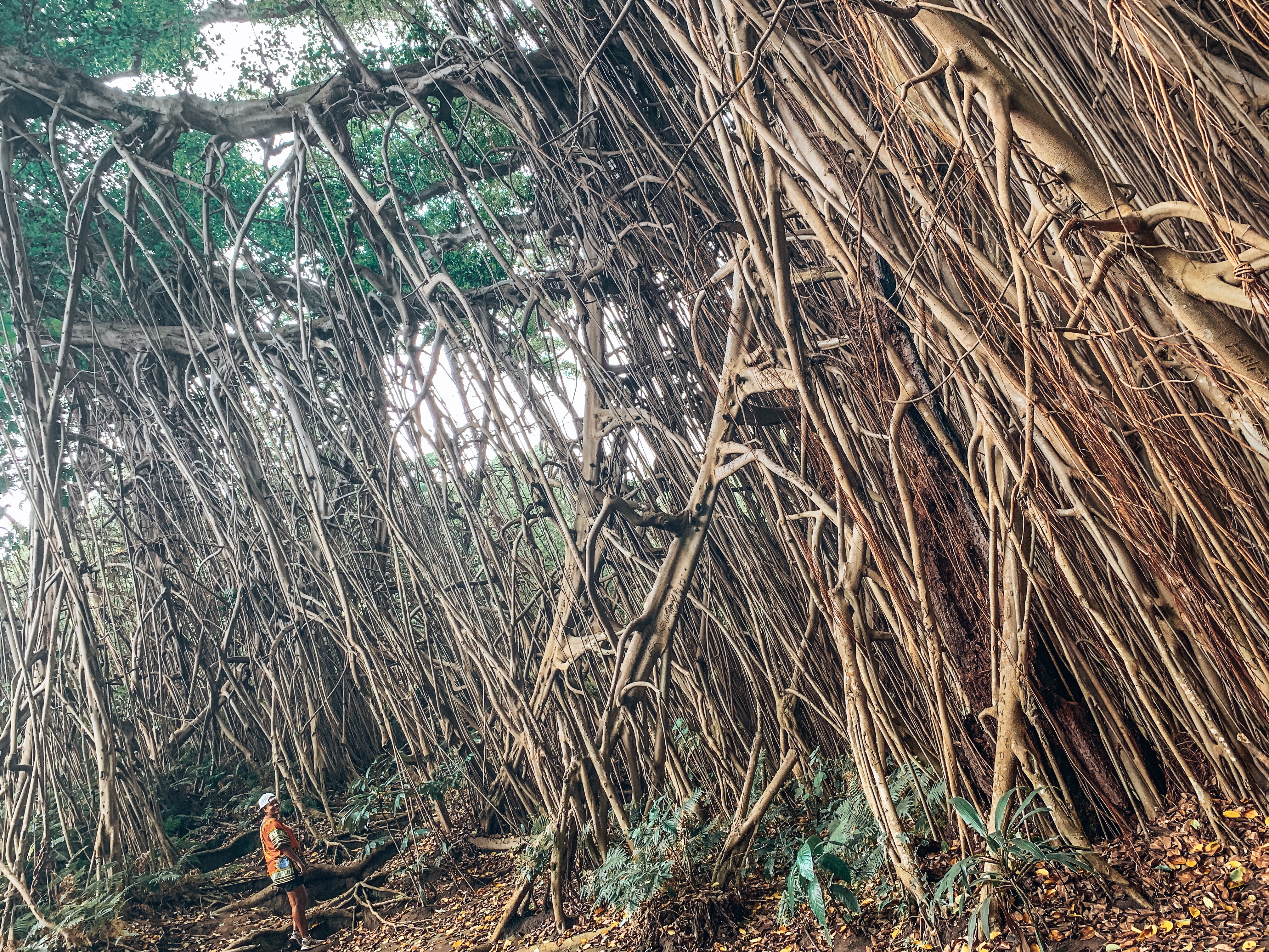 Banyan Tree Tanna