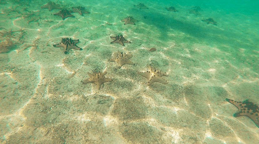 Starfish Vanuatu