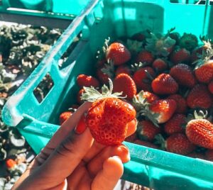 88 days of farm work - Holding a strawberry with tray of strawberries underneath