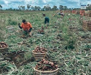 88 days of farm work - onion picking in a field