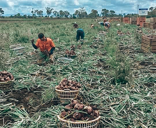 Onion Picking Onion Picking
