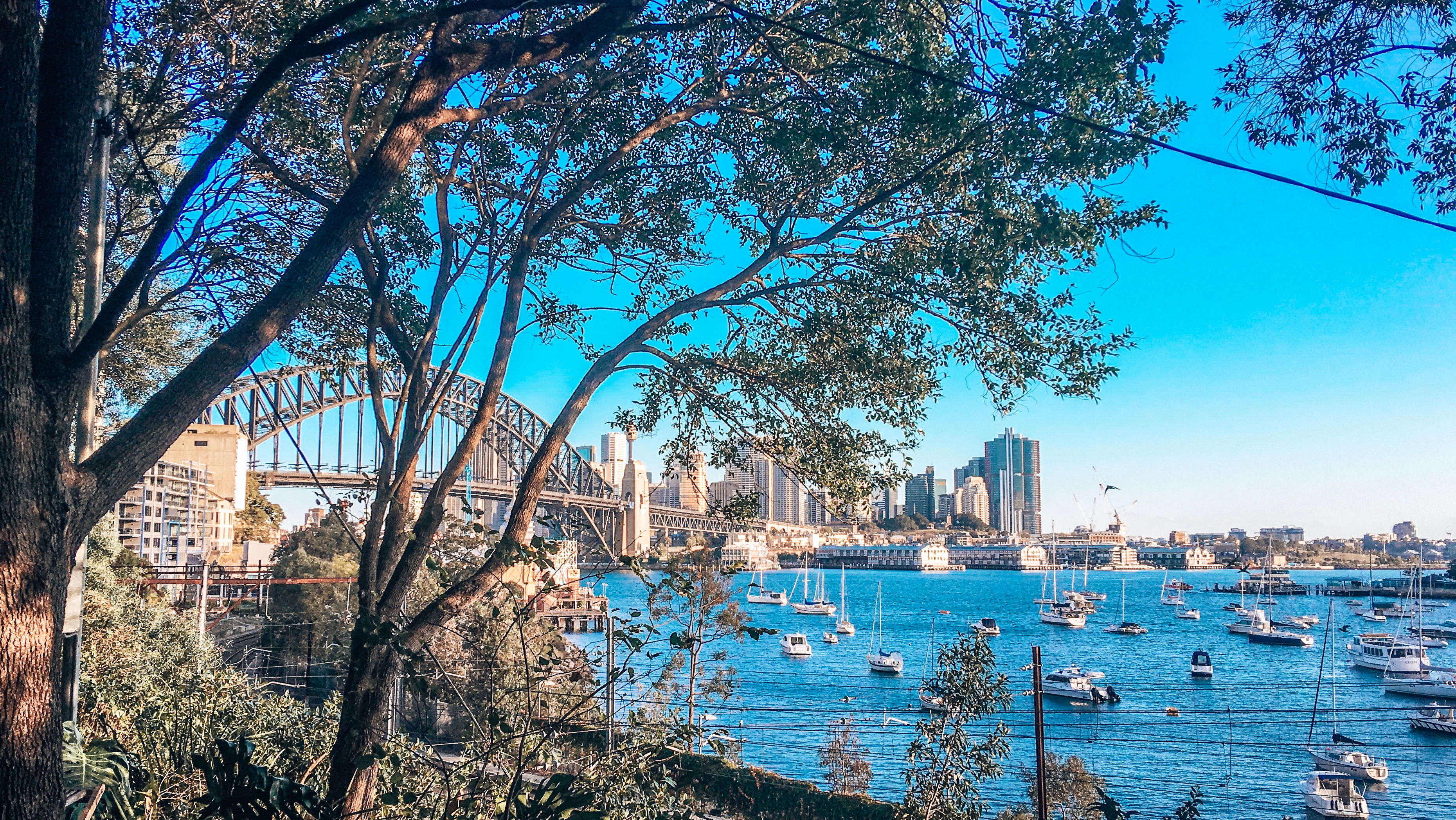 Image of Sydney Harbour bridge from a garden surrounded by trees with boats docked in the river below