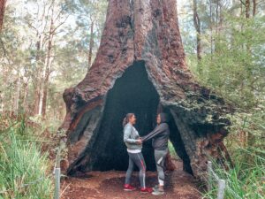 Giant tingle trees in South West Australia