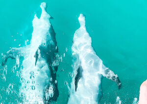Jurien Bay, Western Australia - Two dolphins swimming through bright blue waters.