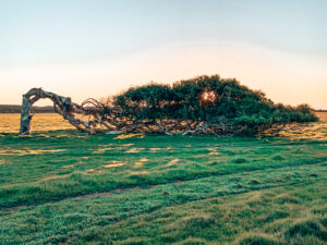 A tree growing perpendicular to the ground. The leaning trees of Greenough, Western Australia