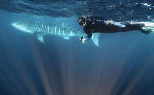 Ningaloo Reef - Person swimming next to a whale shark