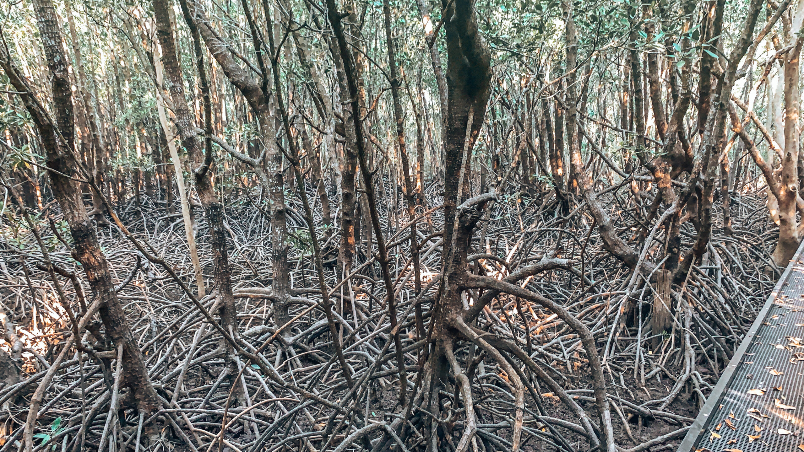 Darwin - Image of visible mangroves along a boardwalk