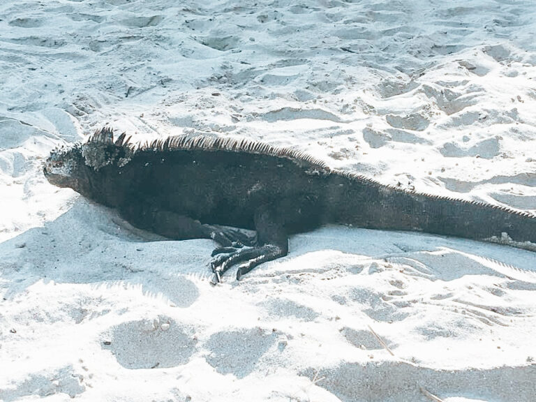 Marine iguana resting on sand