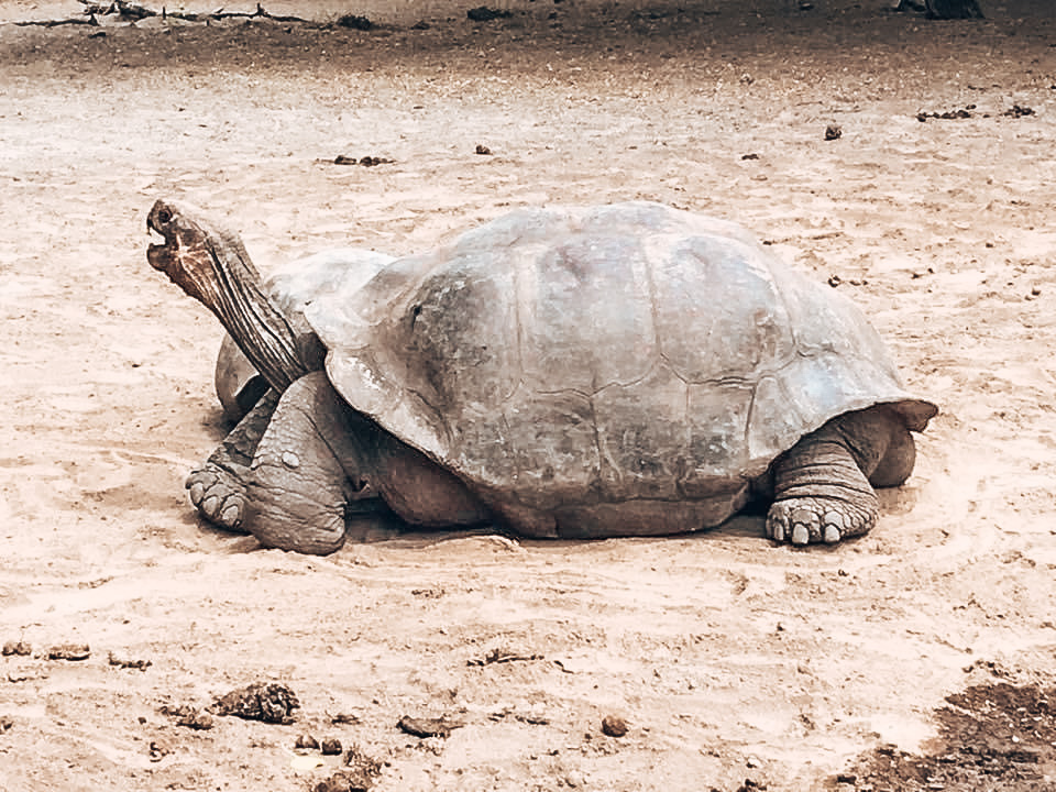 Galapagos Turtle - Quito Travel Blog