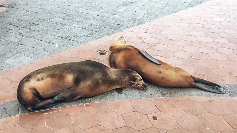 Two sea lions resting on the pavement