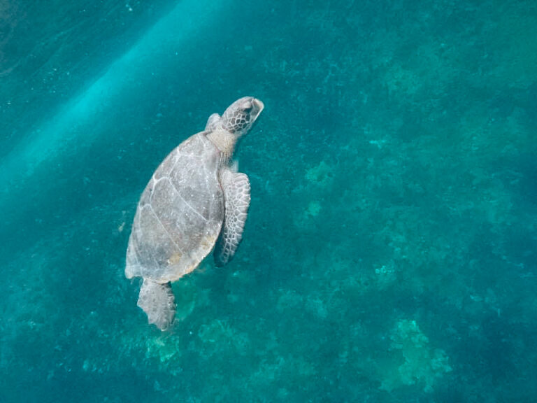 Small turtle swimming in the ocean