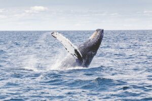 Whale Breaching