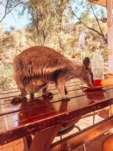 Alice Springs - Rock Wallaby searching for food on a picnic table
