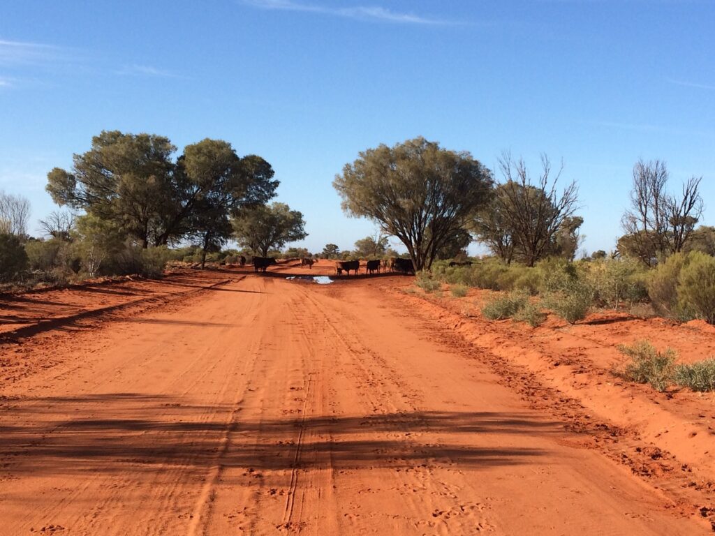 Red Dirt Road with cows crossing in Outback Australia