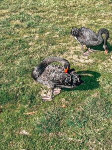 Ballarat - The black swans of Ballarat Botanical Gardens