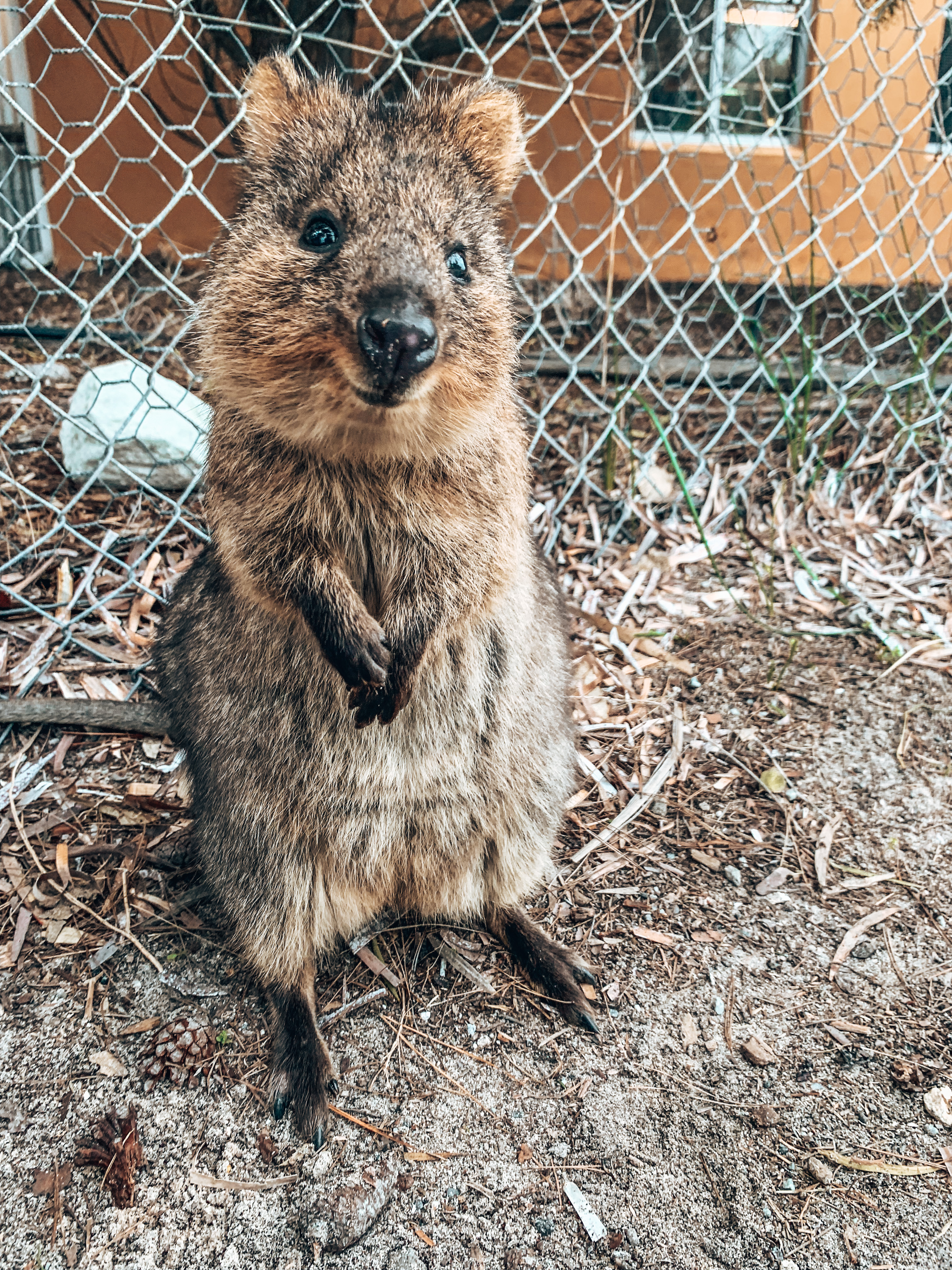 Quokka Animal - Things To Do In Perth