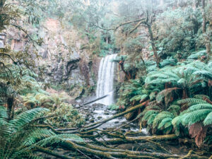 Hopetoun Falls - Cape Otway - Great Ocean Road Recommended Stops