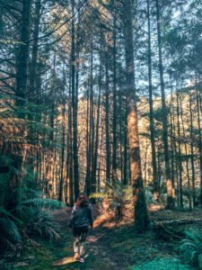 California Red Woods - Cape Otway - Great Ocean Road Hidden Secrets