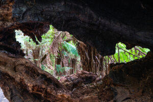 Melba Gully Glow Worms Cave - Great Ocean Road Hidden Secrets