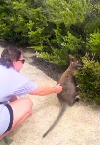 Freycinet National Park - Sarah stroking a Pandemelon Marsupial - Things To Do In Tasmania