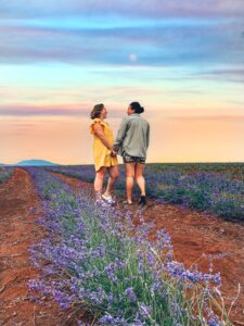 Bridstowe Lavendar Estate - Image of Cloud Walks in the fields at sunset - Tasmania Things To Do