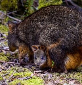 Tasmania Wombat - Image of Wombat with young in its pouch looking backwards at the camera - Lap of Tasmania