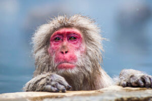 Launceston City Park - Image of red faced monkey - Things to do in Tasmania