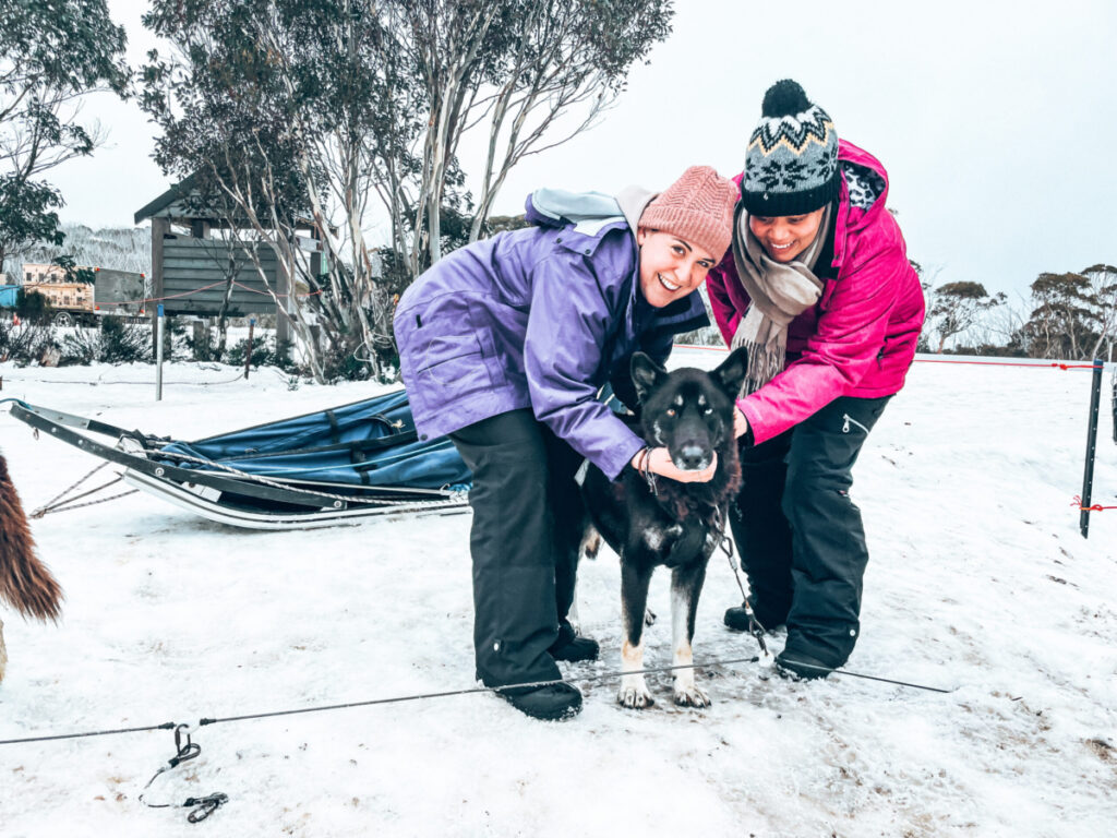 Husky Sledding - Things to do from Melbourne to Mount Hotham 